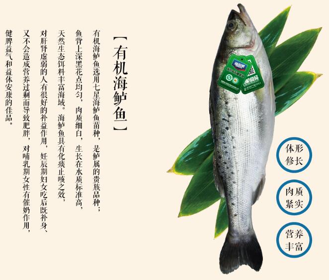 海鱸魚(yú)1.jpg